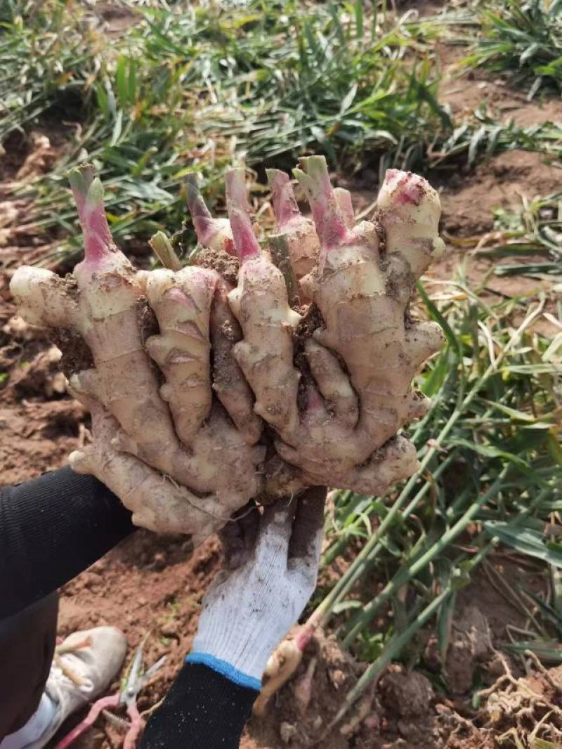 青苗莱州生姜基地现货直发保质保量价格可谈欢迎致电