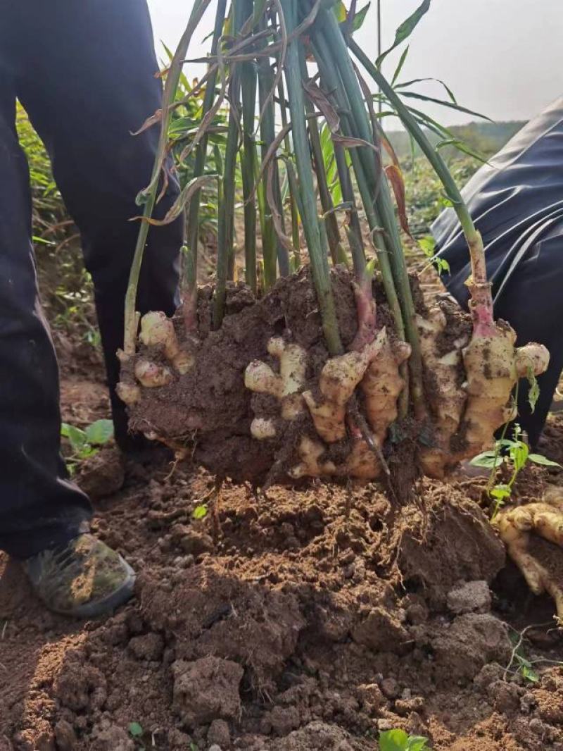 青苗莱州生姜基地现货直发保质保量价格可谈欢迎致电