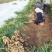 青苗莱州生姜基地现货直发保质保量价格可谈欢迎致电