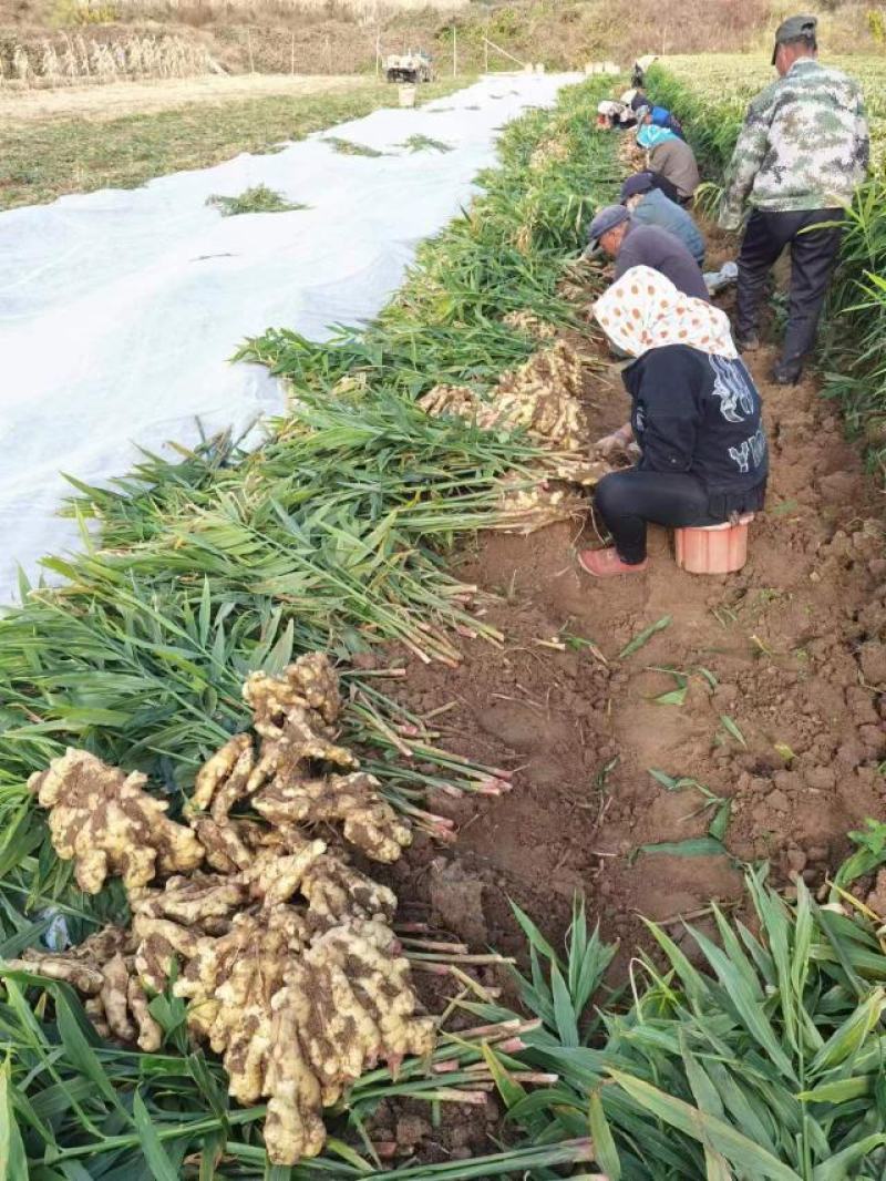 青苗莱州生姜基地现货直发保质保量价格可谈欢迎致电