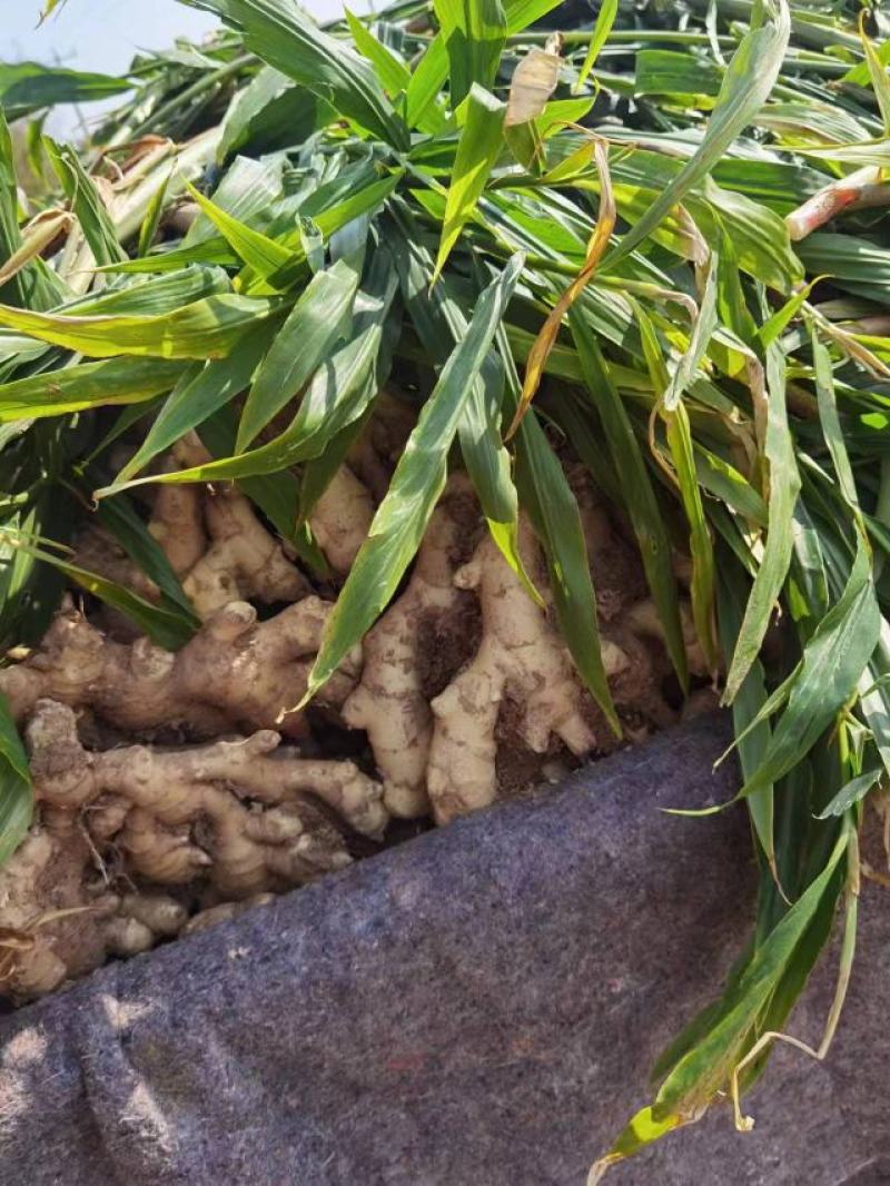 青苗莱州生姜基地现货直发保质保量价格可谈欢迎致电