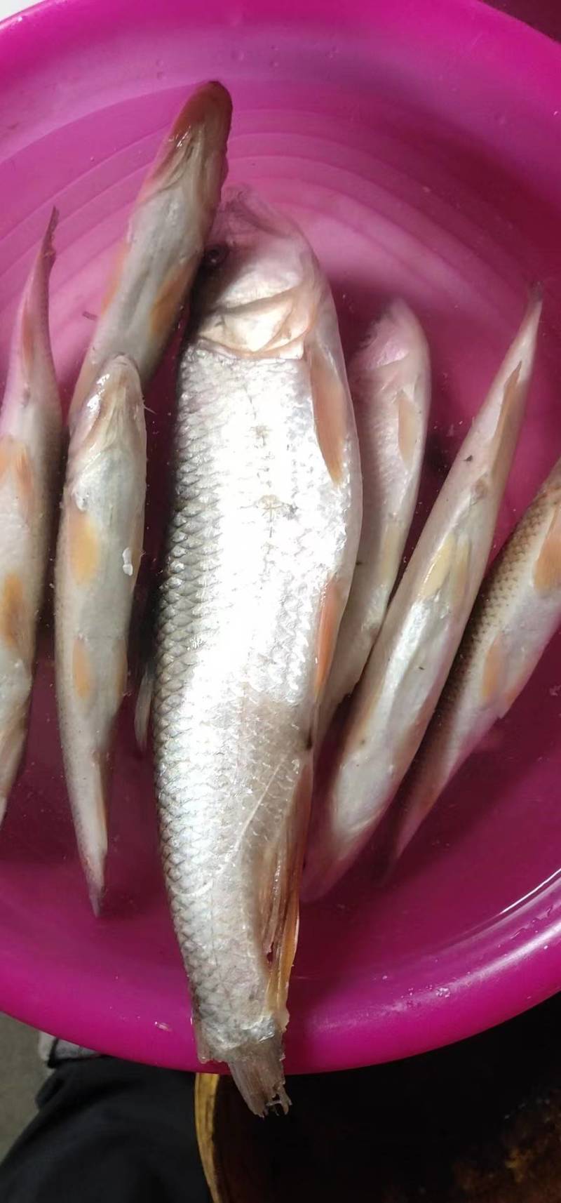 马口鱼