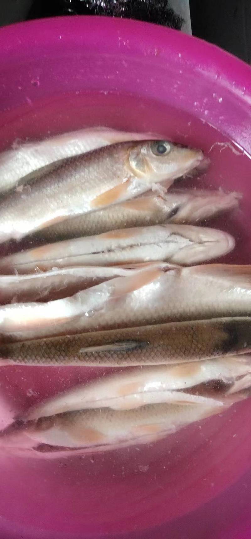 马口鱼
