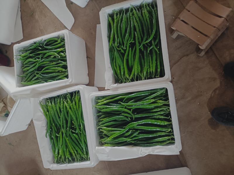 精品线椒线椒线椒线椒线椒线椒线椒线椒线椒线椒
