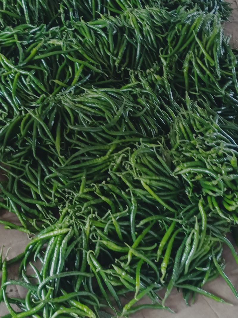 精品线椒线椒线椒线椒线椒线椒线椒线椒线椒线椒