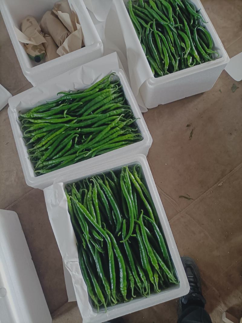 精品线椒线椒线椒线椒线椒线椒线椒线椒线椒线椒