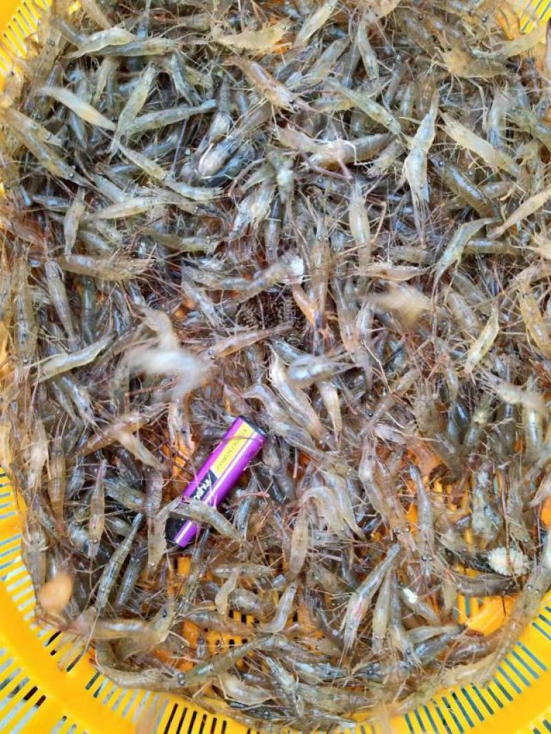 湖南新鲜小河虾活虾大量供应一手货源常年供应
