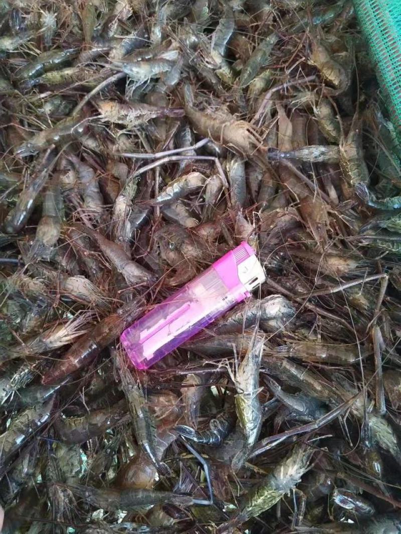湖南新鲜小河虾活虾大量供应一手货源常年供应
