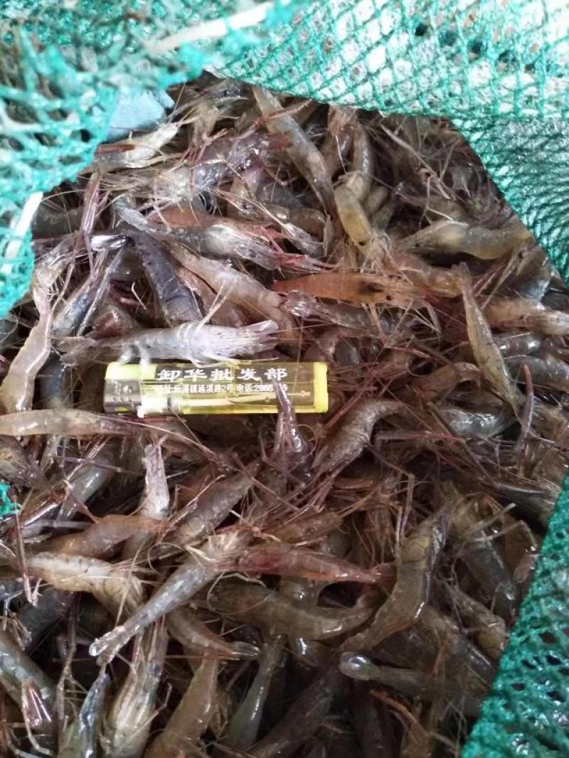 湖南新鲜小河虾活虾大量供应一手货源常年供应
