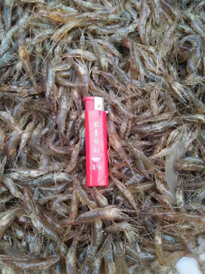 湖南新鲜小河虾活虾大量供应一手货源常年供应