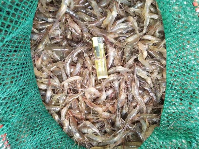 湖南新鲜小河虾活虾大量供应一手货源常年供应