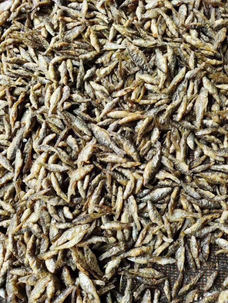 湖南新鲜小河虾活虾大量供应一手货源常年供应