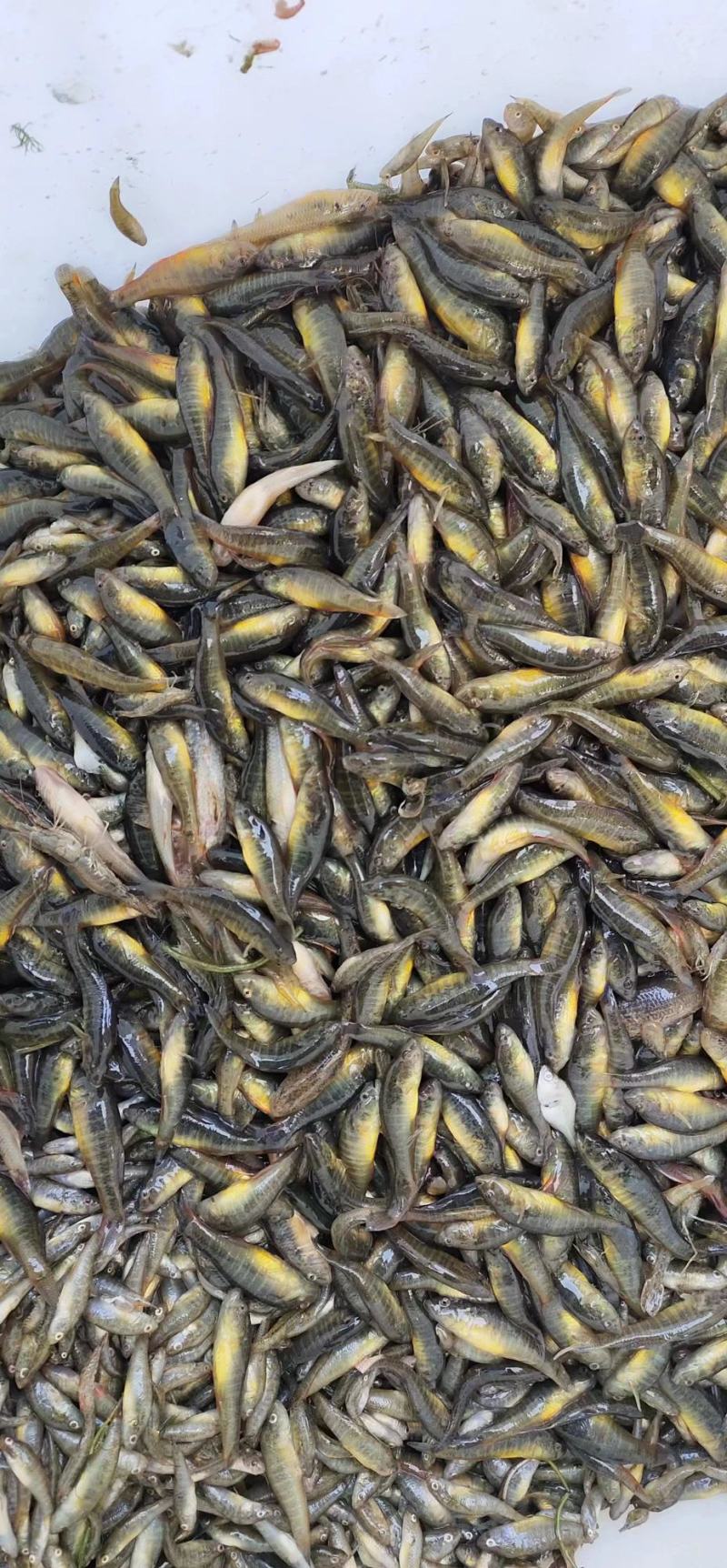 湖南新鲜小河虾活虾大量供应一手货源常年供应