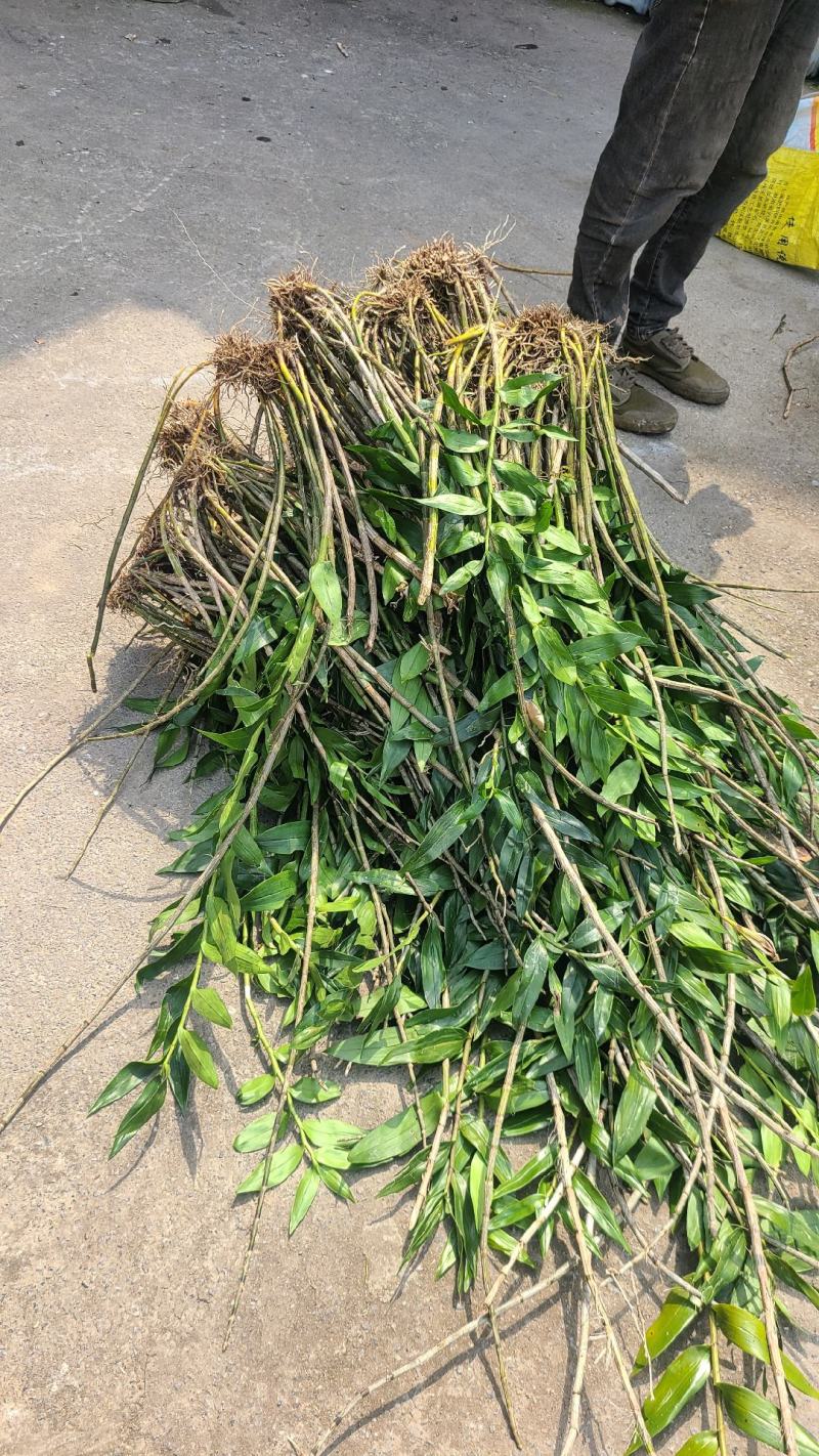 马鞭石斛大黄草鲜条嫩苗盆景种植煲汤泡茶