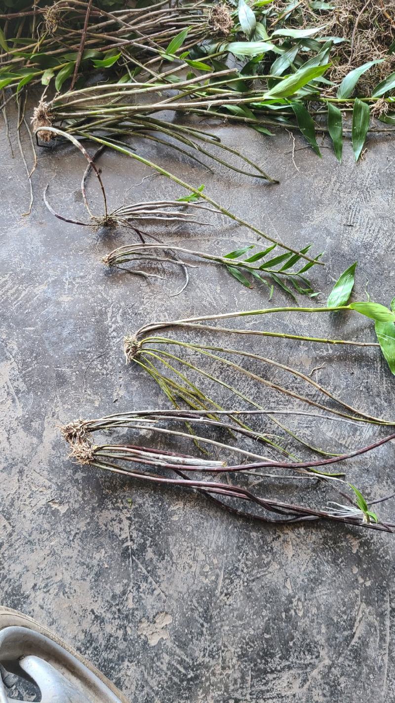 马鞭石斛大黄草鲜条嫩苗盆景种植煲汤泡茶