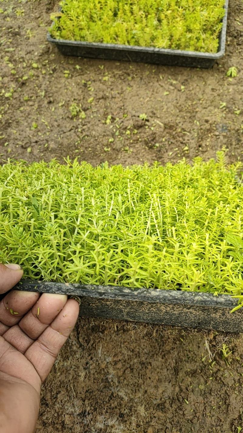佛甲草金叶佛甲草黄金条基地直销，大量有货。长期有货