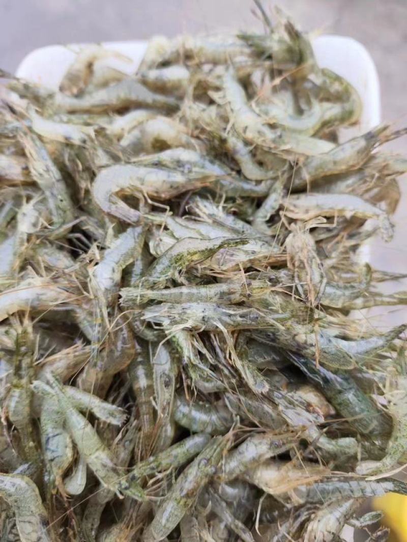 湖南河虾速冻河虾冰鲜虾一手货源产地直发可水煮油炸