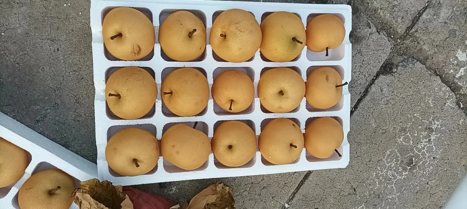 秋月梨果园实景