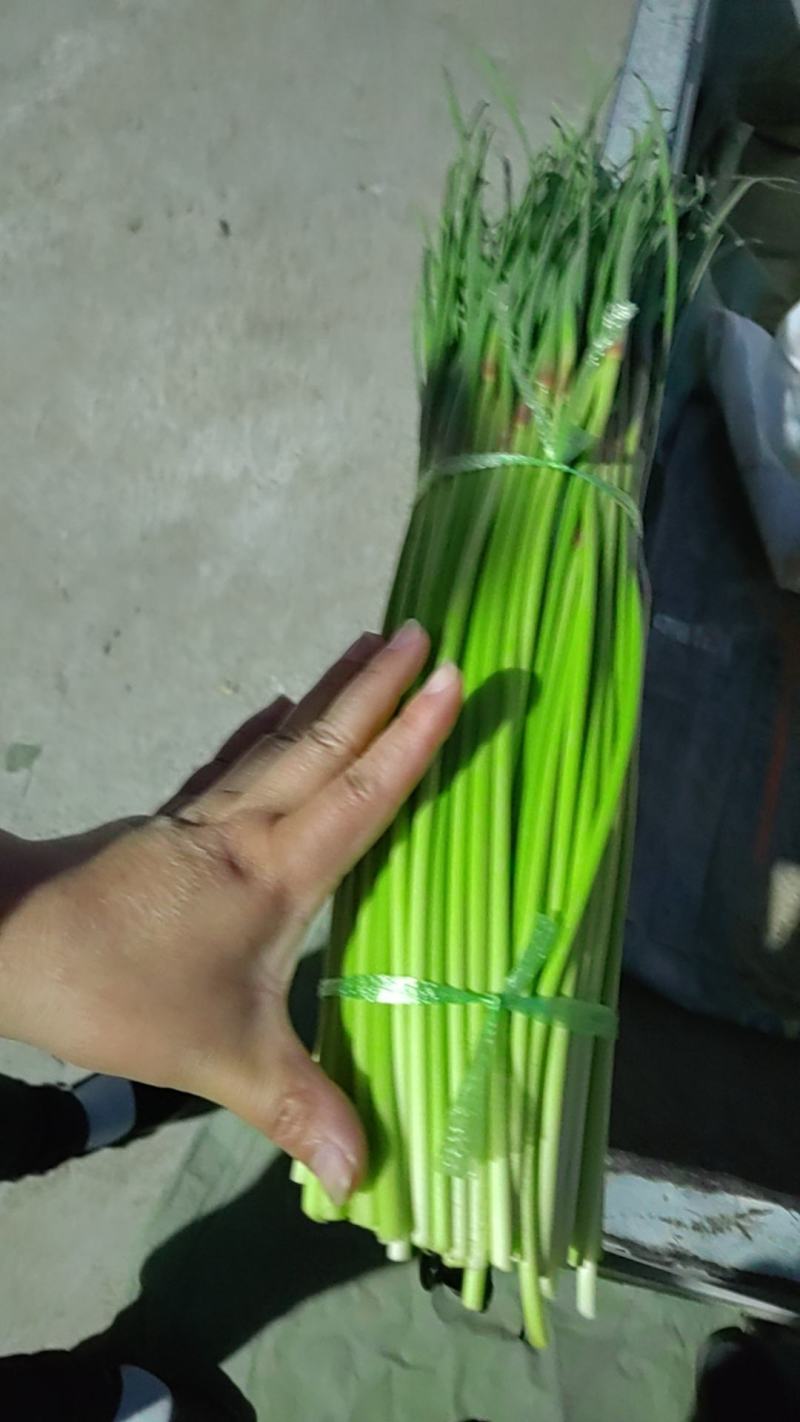 通许精品红帽蒜苔，现摘现发，产地直供，质量保证全国发货