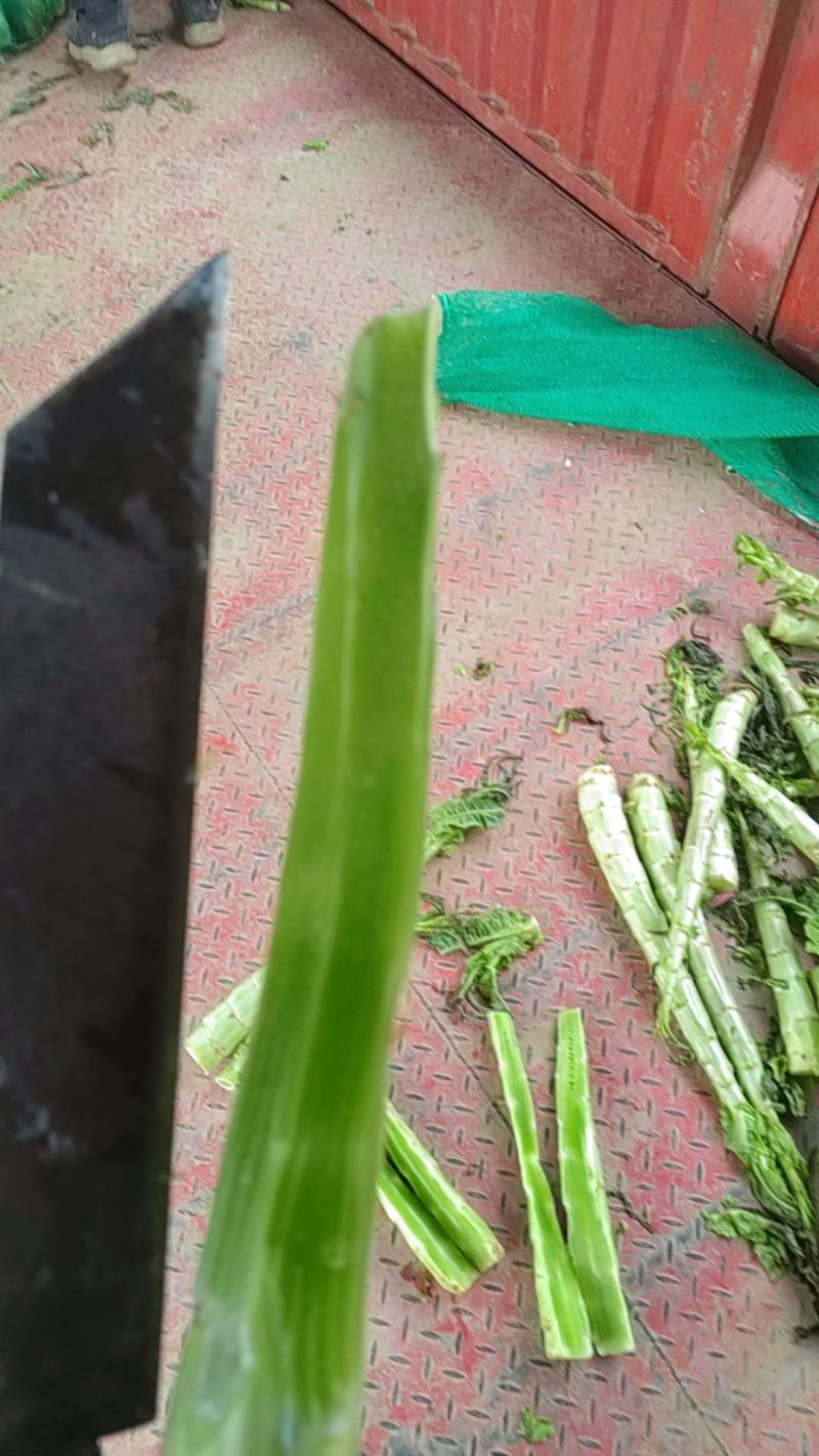 通许精品红帽蒜苔，现摘现发，产地直供，质量保证全国发货