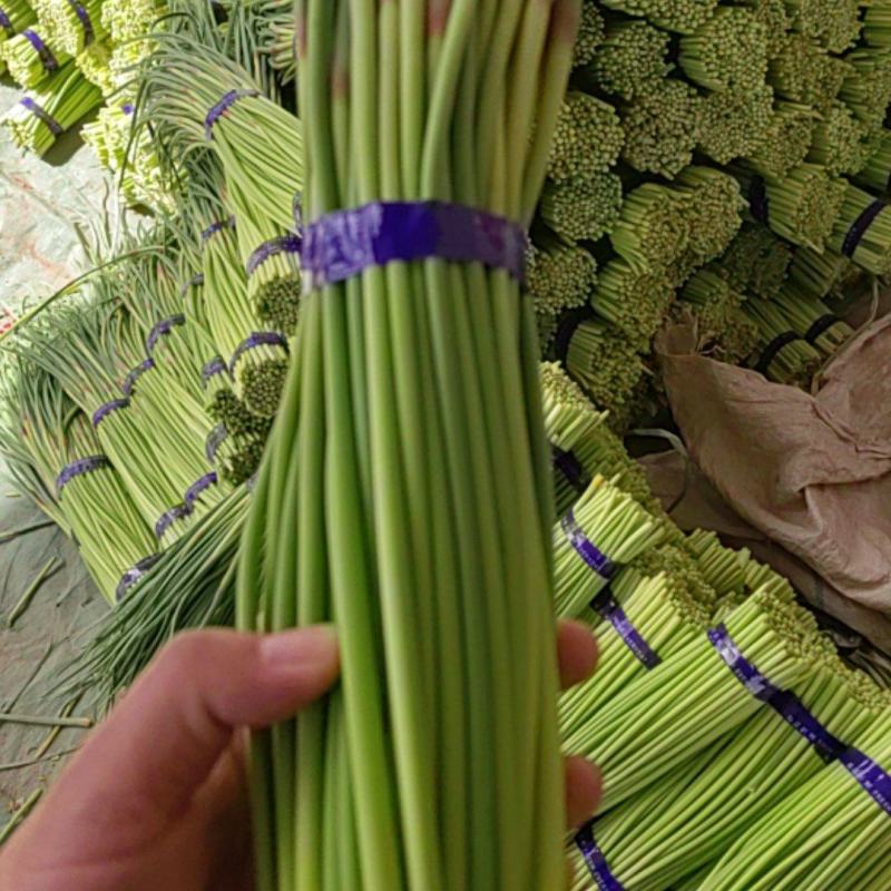 通许精品红帽蒜苔，现摘现发，产地直供，质量保证全国发货