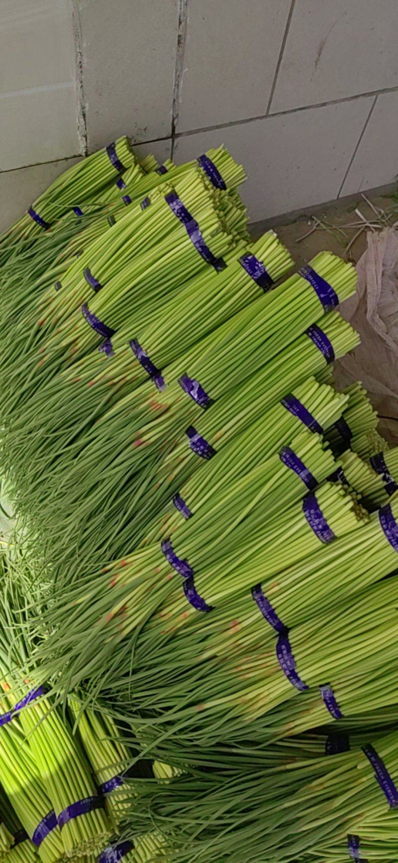通许精品红帽蒜苔，现摘现发，产地直供，质量保证全国发货