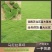 【马尼拉草坪】规格齐全质量保证全国发货欢迎咨询