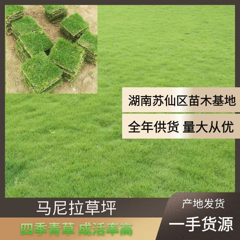 【马尼拉草坪】规格齐全质量保证全国发货欢迎咨询