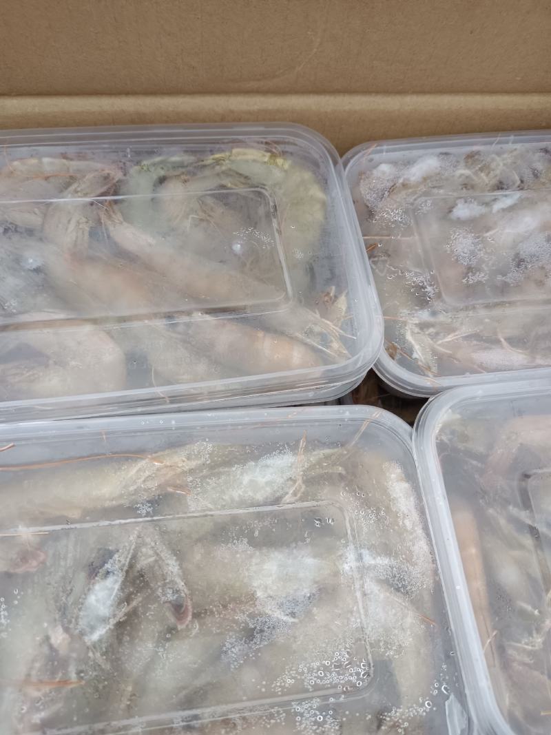 渤海南美白对虾