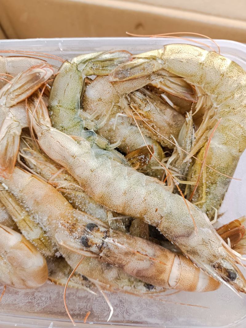 渤海南美白对虾