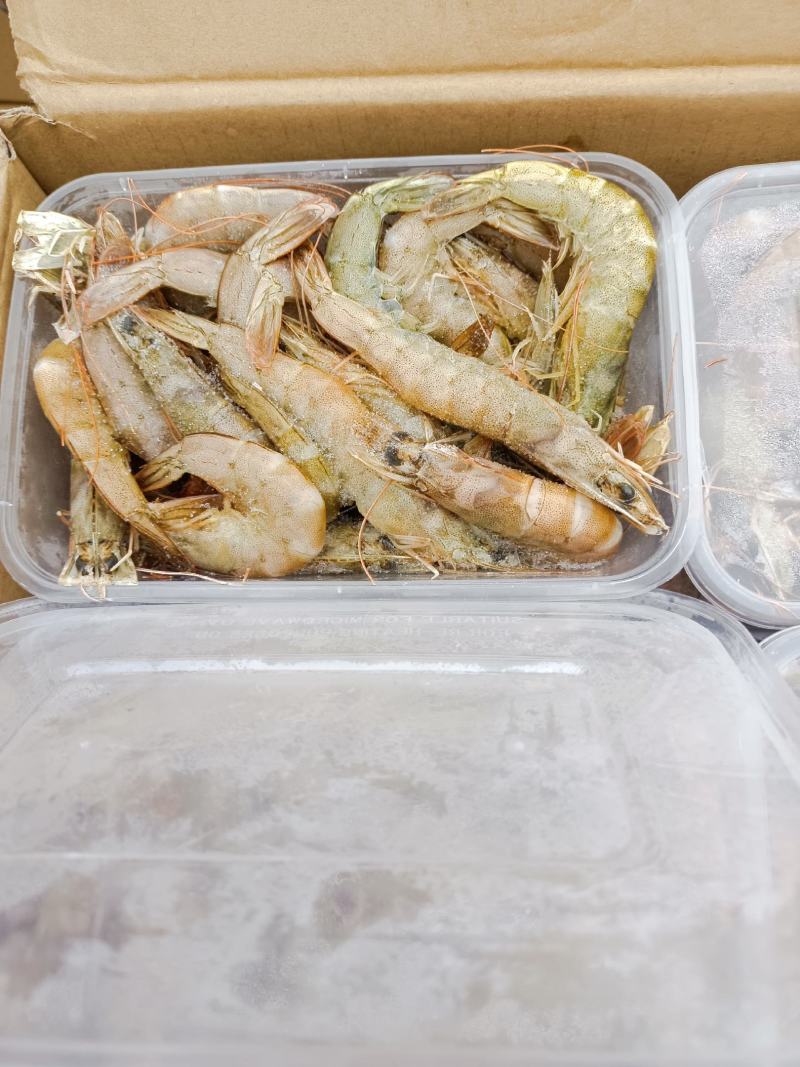 渤海南美白对虾