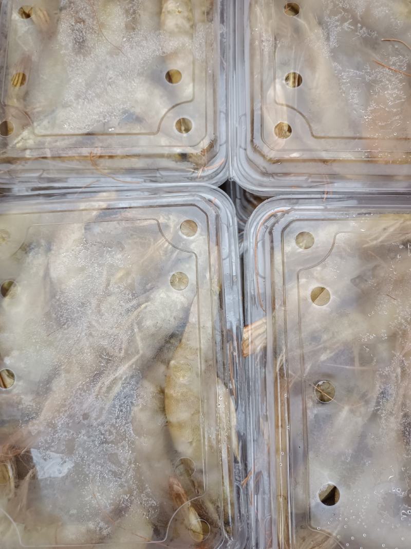 渤海南美白对虾