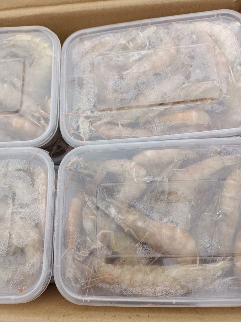 渤海南美白对虾