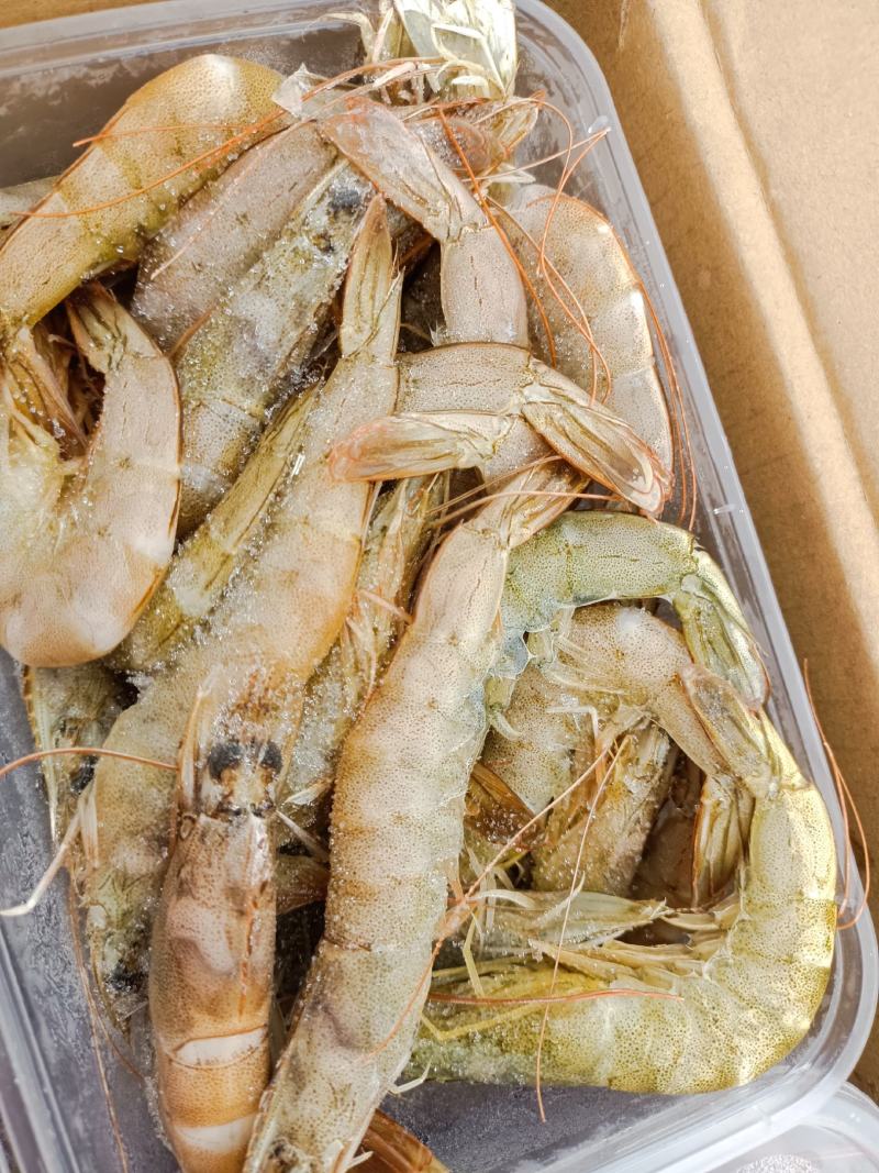 渤海南美白对虾