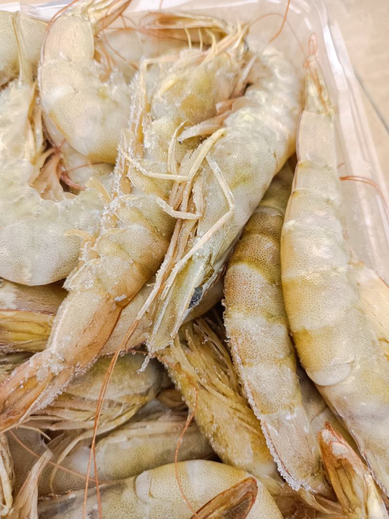 渤海南美白对虾