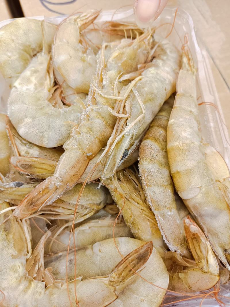 渤海南美白对虾