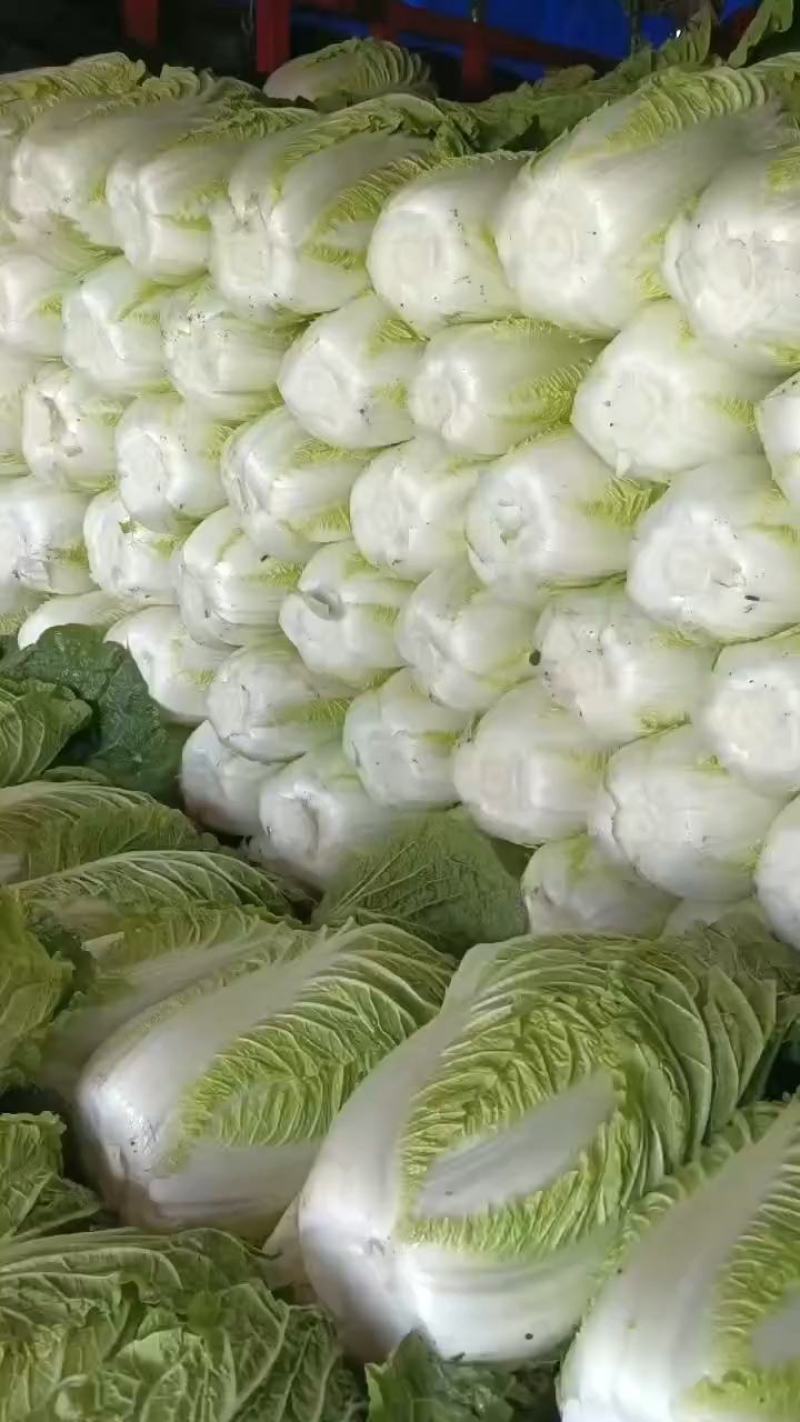 白菜黄芯大白菜适合各大市场欢迎各位老板来电咨询