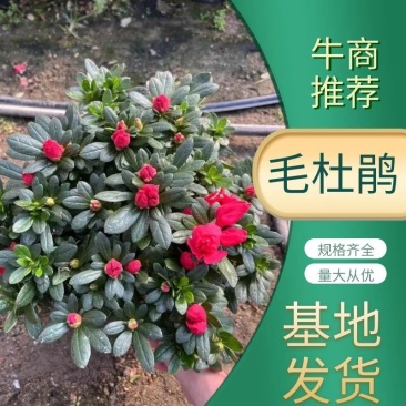 杜鹃规格齐全质量保证诚信商家欢迎咨询