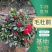 杜鹃规格齐全质量保证诚信商家欢迎咨询