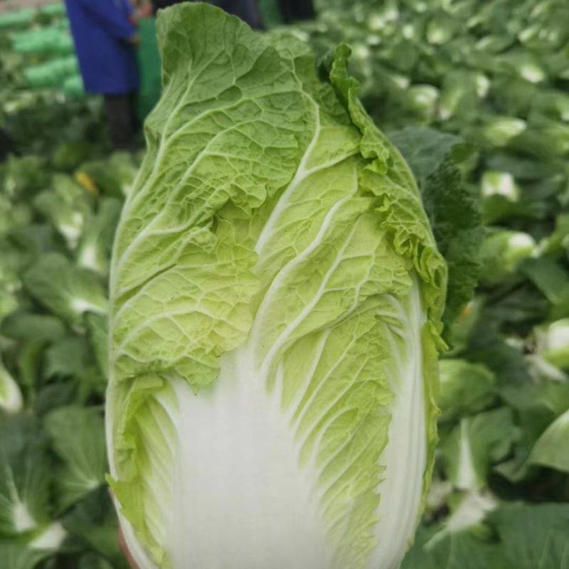 2023年4.6号什邡大白菜