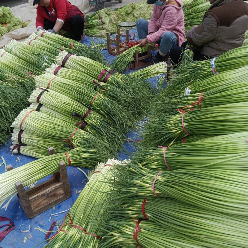 2024年鲜蒜薹！免冷库费做精品代加工市电超直供