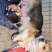 柯基犬两色三色都有