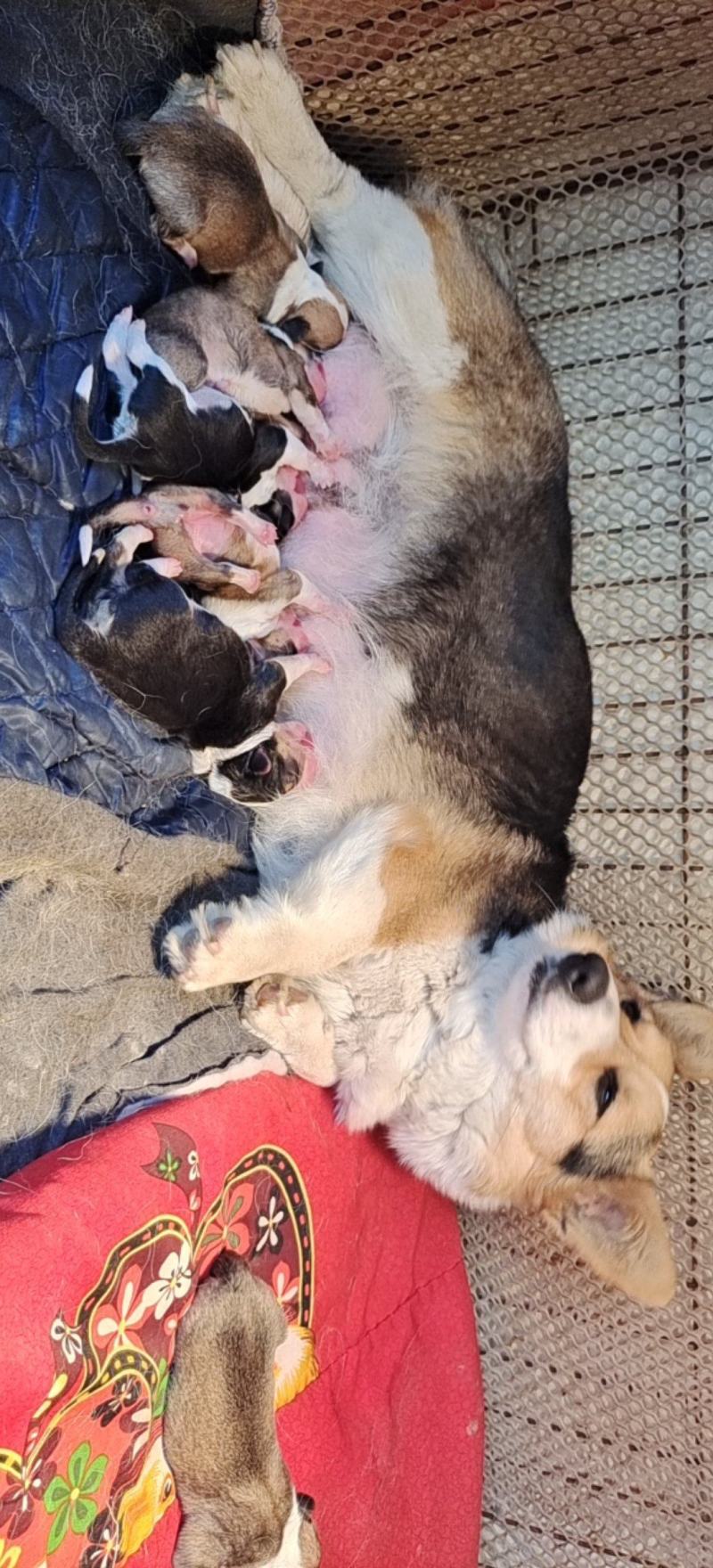 柯基犬两色三色都有