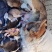 柯基犬两色三色都有