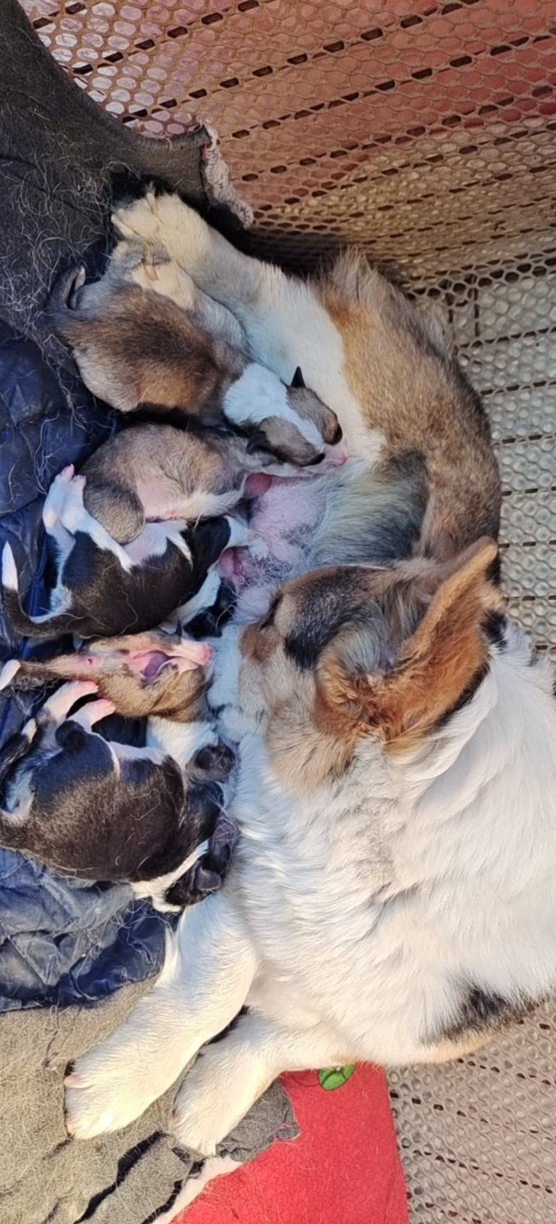 柯基犬两色三色都有