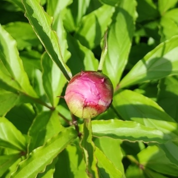 芍药花