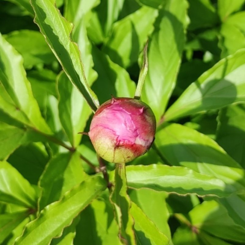 芍药花