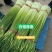蒜臺白帽蒜苔红帽蒜臺可加工精品小把提供大型冷库