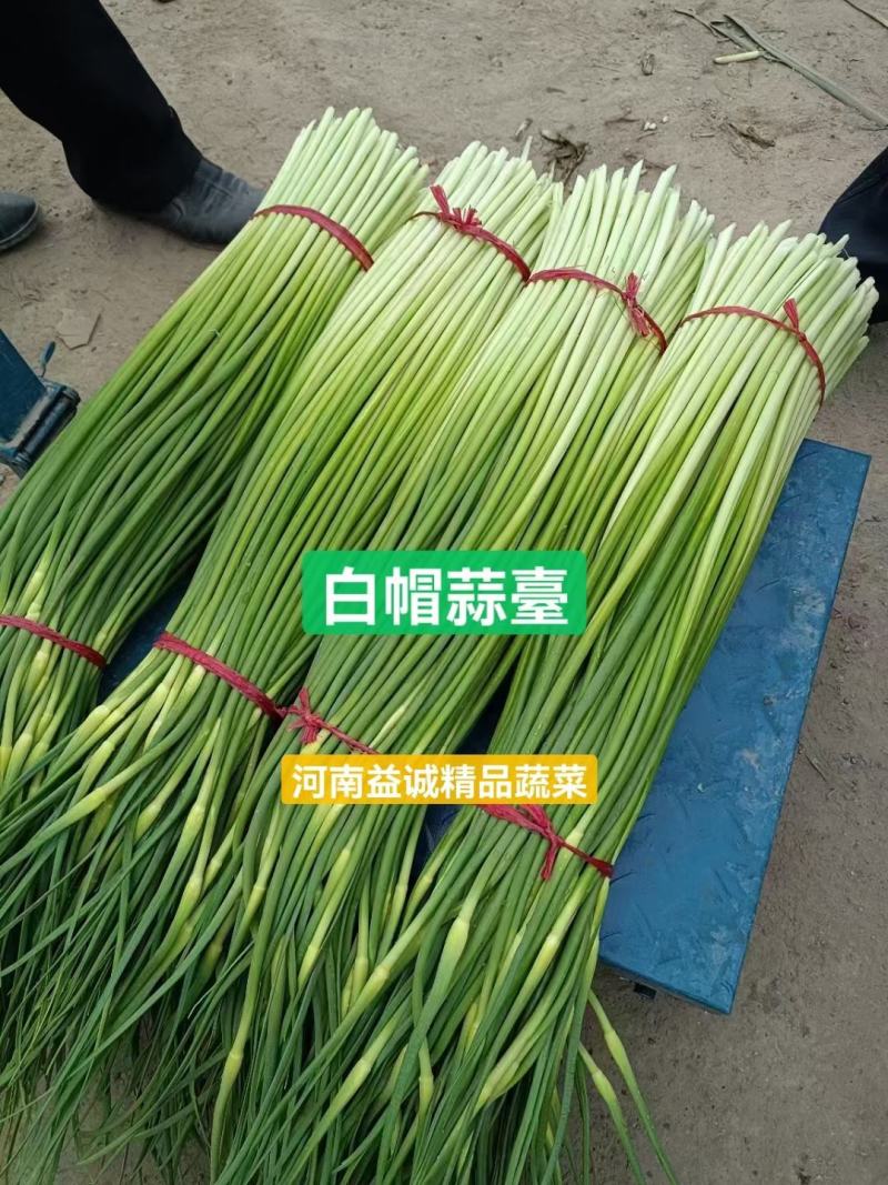 蒜臺白帽蒜苔红帽蒜臺可加工精品小把提供大型冷库