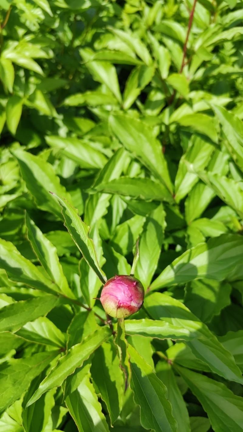 芍药花